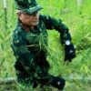 Kepala BNN RI Musnahkan Ladang Ganja Di Aceh Utara